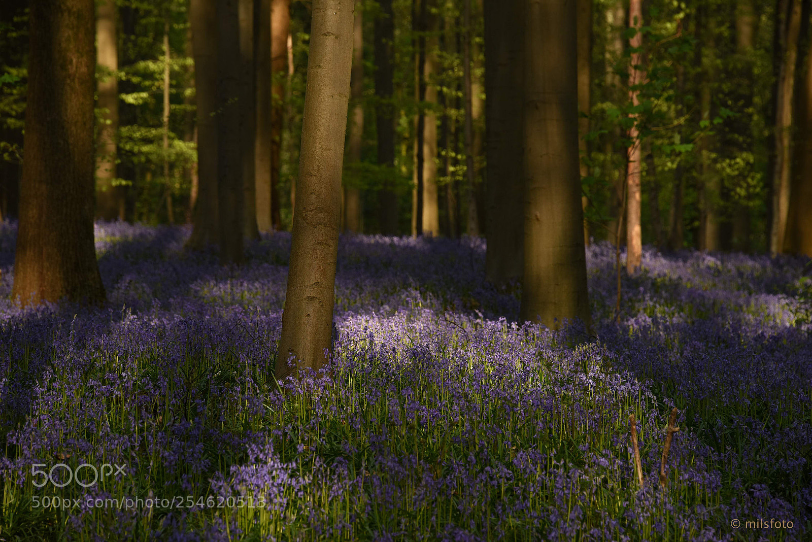 Nikon D810 sample photo. Hallerwood - wood hyacinth 3 photography