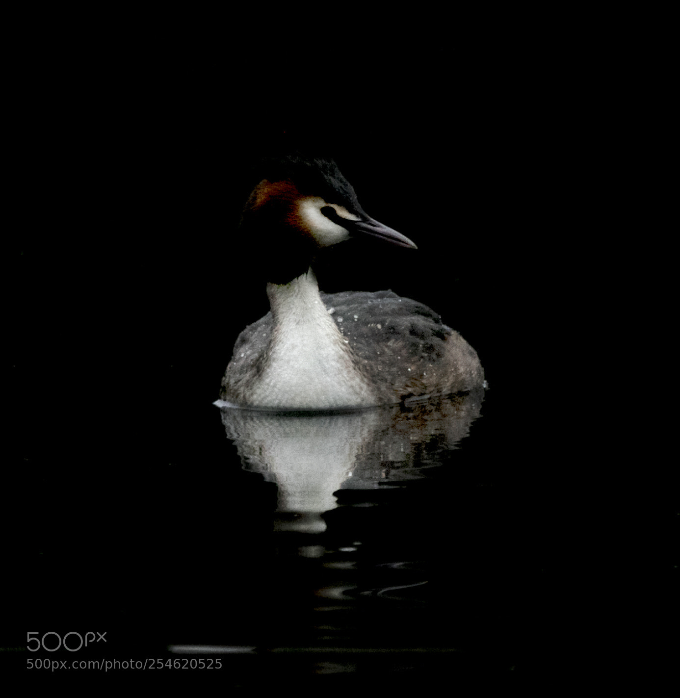 Nikon D500 sample photo. Crested grebe with black photography
