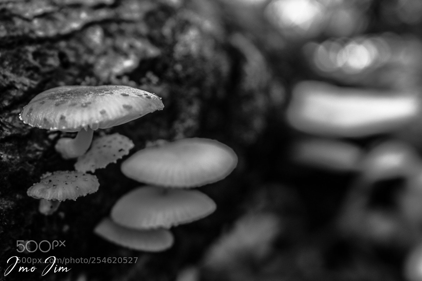Canon EOS 100D (EOS Rebel SL1 / EOS Kiss X7) sample photo. Champignon photography