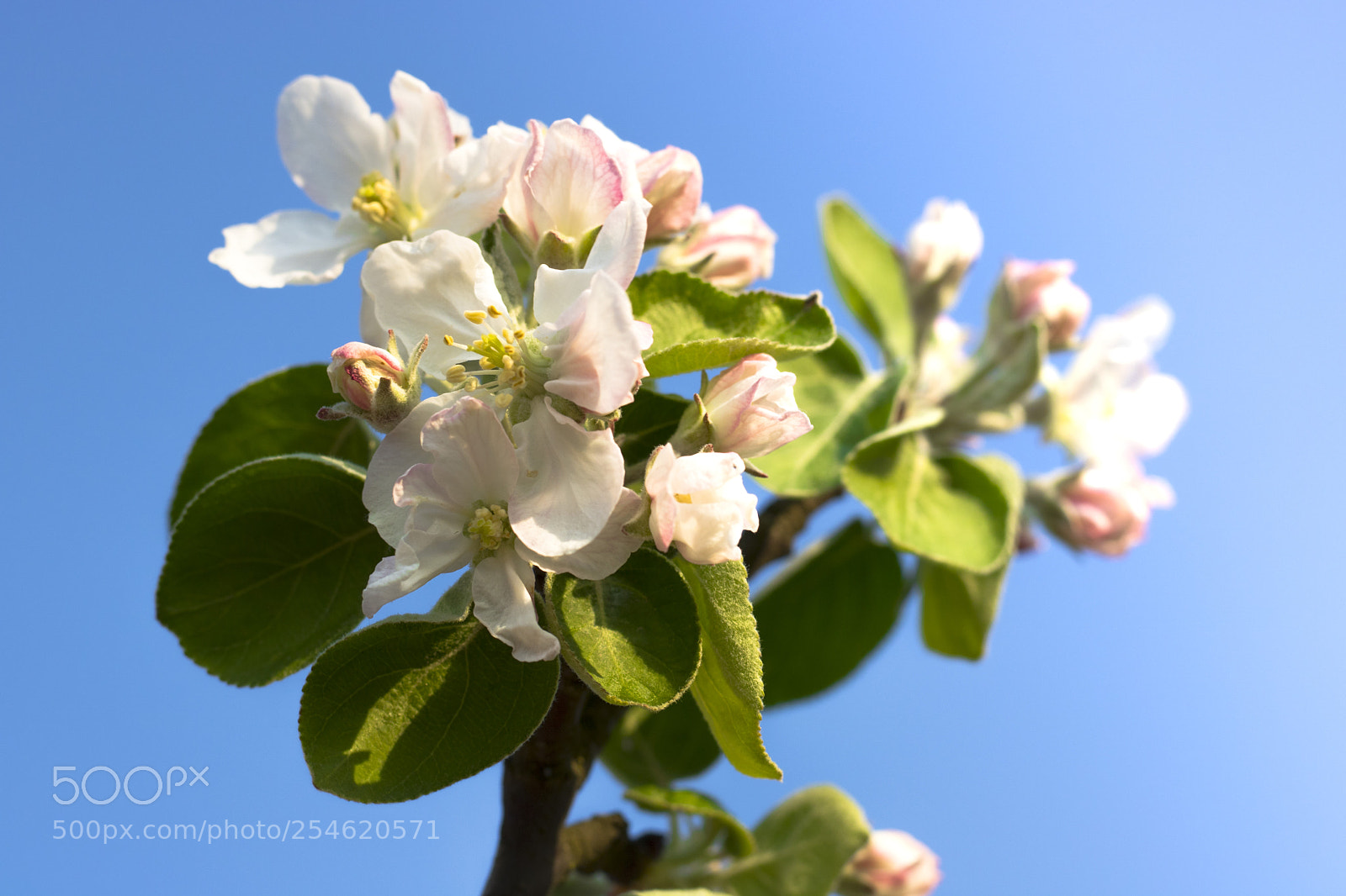 Canon EOS 750D (EOS Rebel T6i / EOS Kiss X8i) sample photo. Img photography