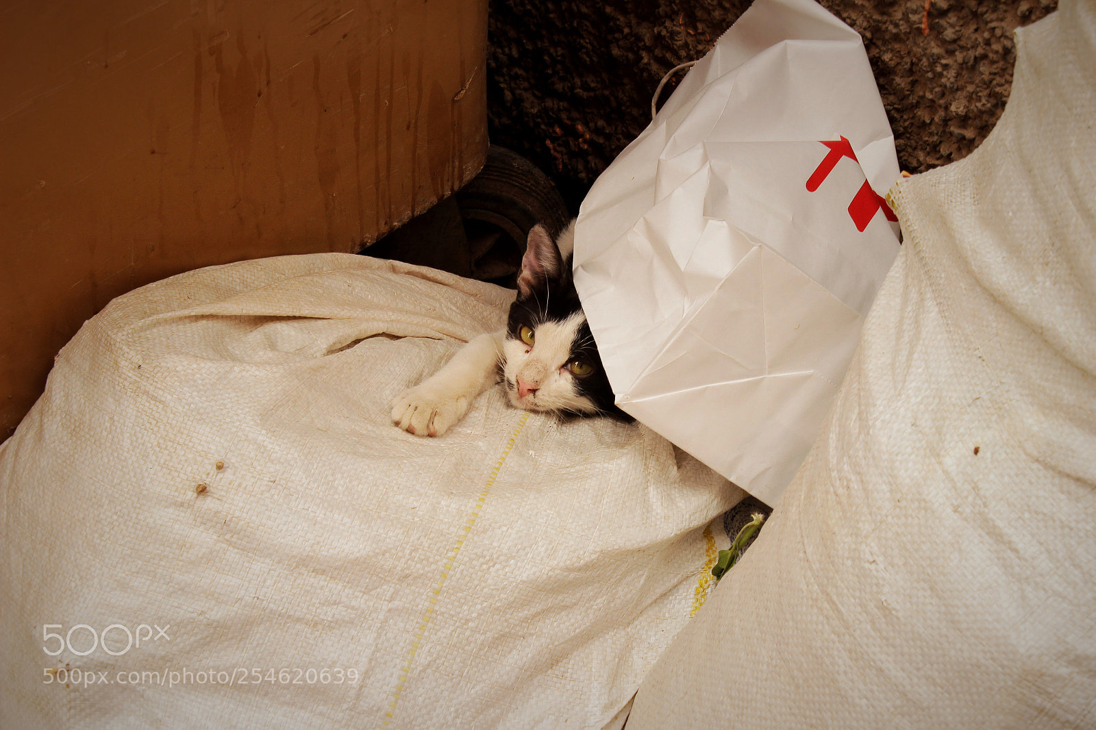 Canon EOS 600D (Rebel EOS T3i / EOS Kiss X5) sample photo. () photography