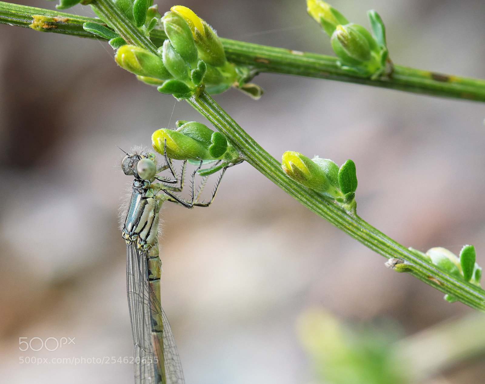 Fujifilm X-M1 sample photo. Early damselfly photography