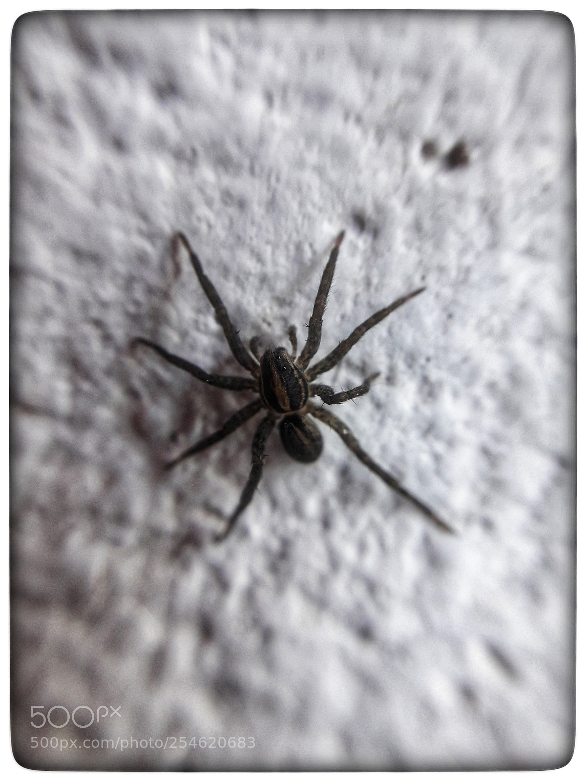 Samsung Galaxy J7 Neo sample photo. Araña. photography