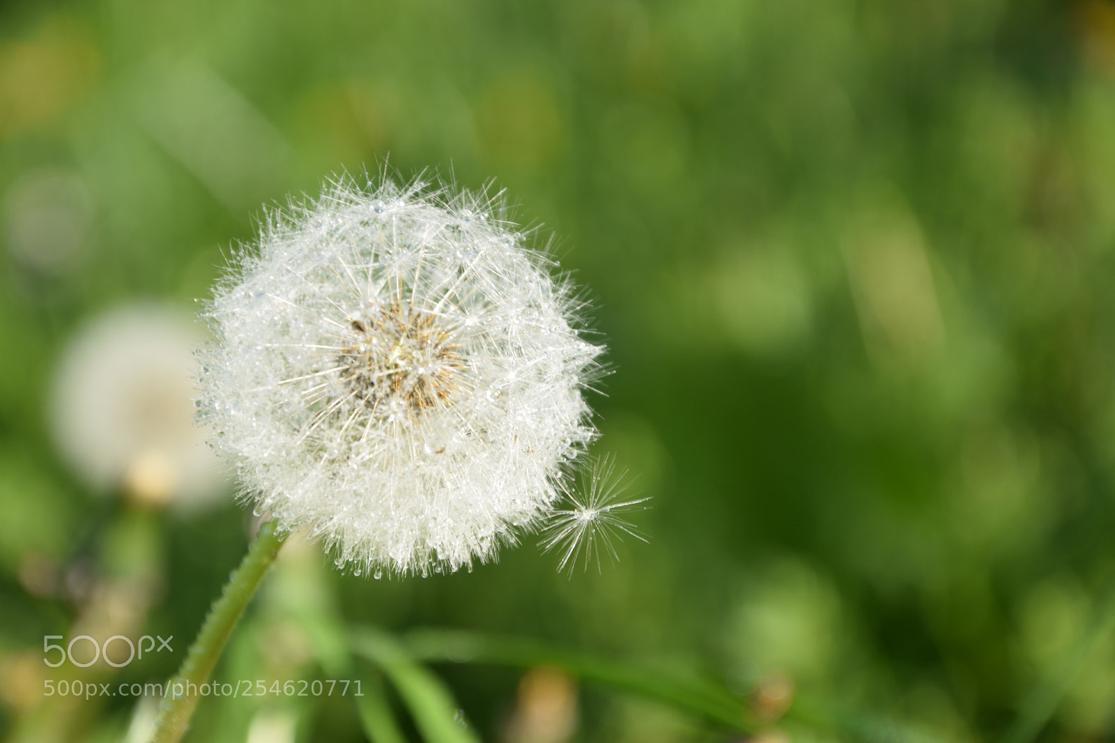 Nikon D3300 sample photo. Gifts of a day photography