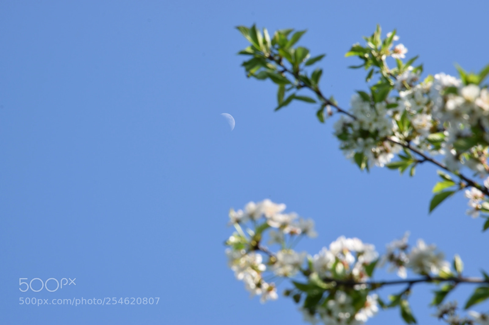 Nikon D3300 sample photo. Gifts of a day photography