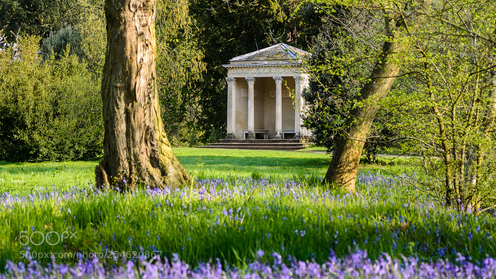 Nikon D7000 sample photo. Bluebells photography