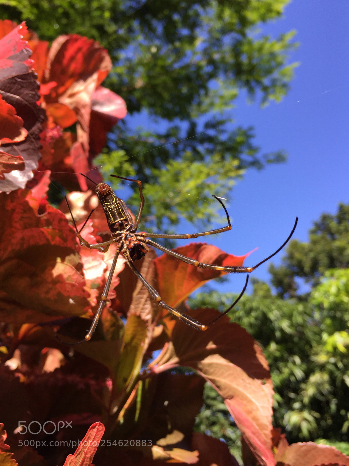 Apple iPhone 6 Plus sample photo. Aranha de jardim  photography