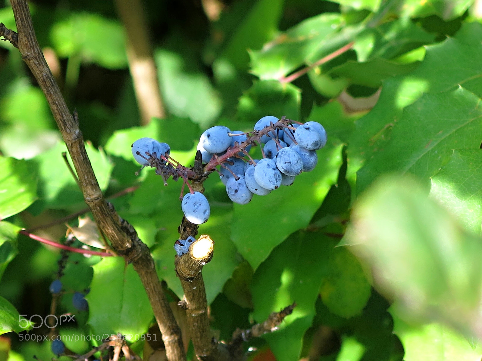 Canon PowerShot G15 sample photo. Blueberry leafs photography