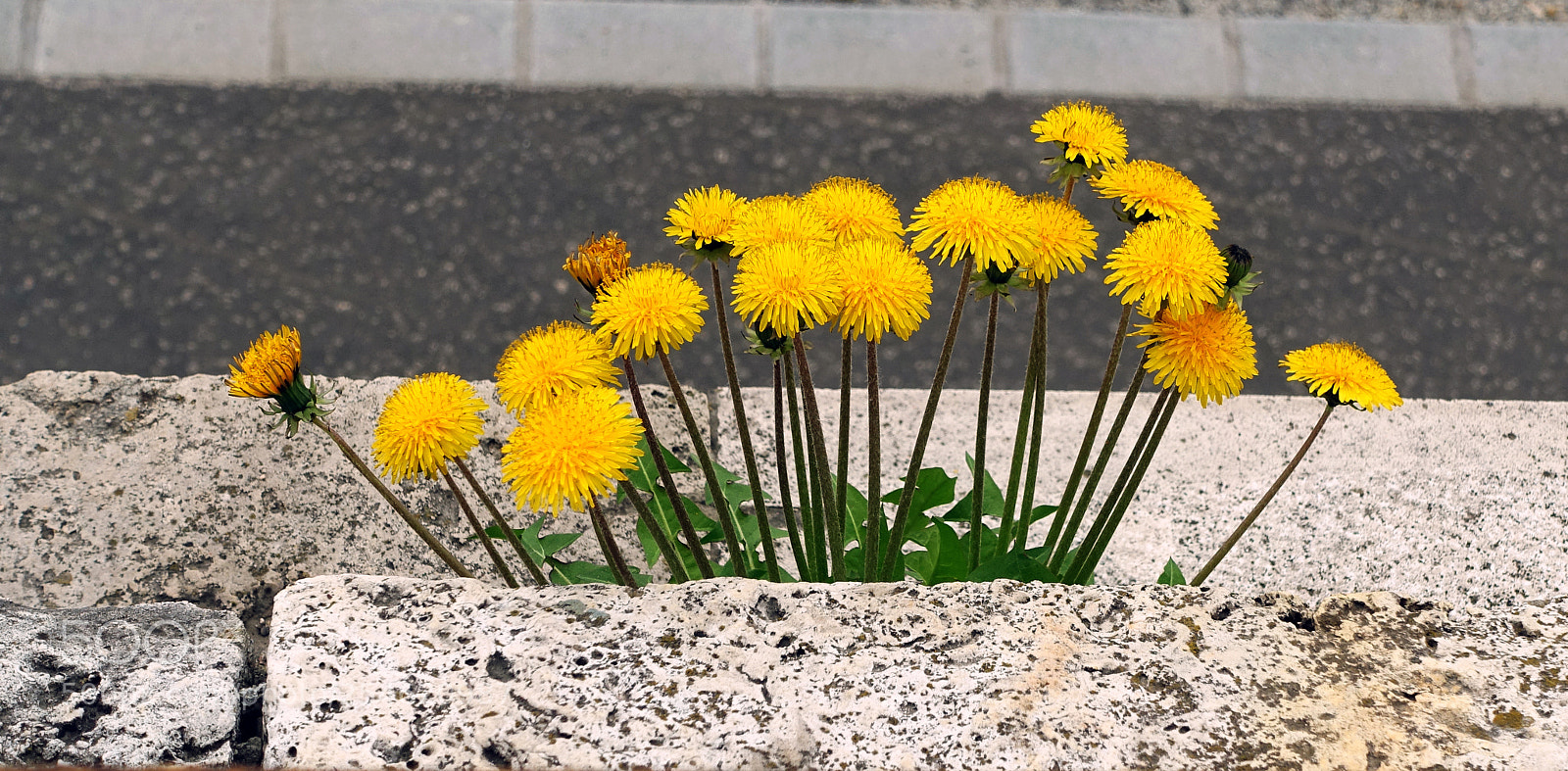 Sony Cyber-shot DSC-RX100 III sample photo. Flowers photography
