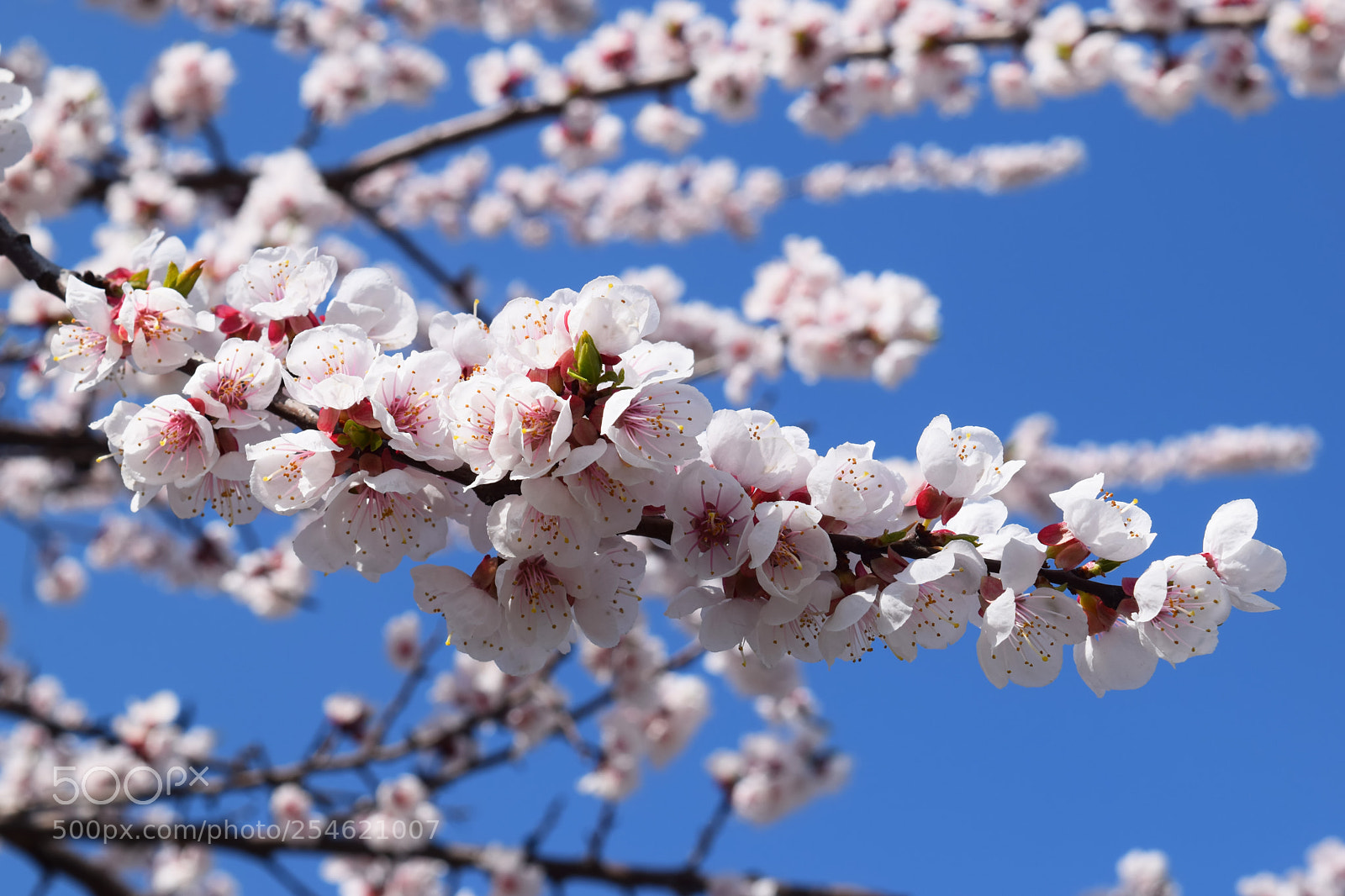 Nikon D3300 sample photo. Apricot blossom. fresh spring photography