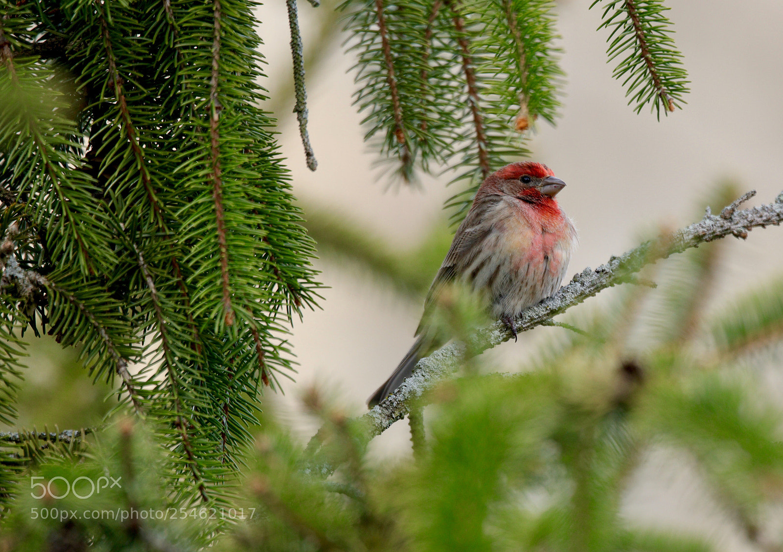 Canon EOS 5DS R sample photo. Red house finch photography