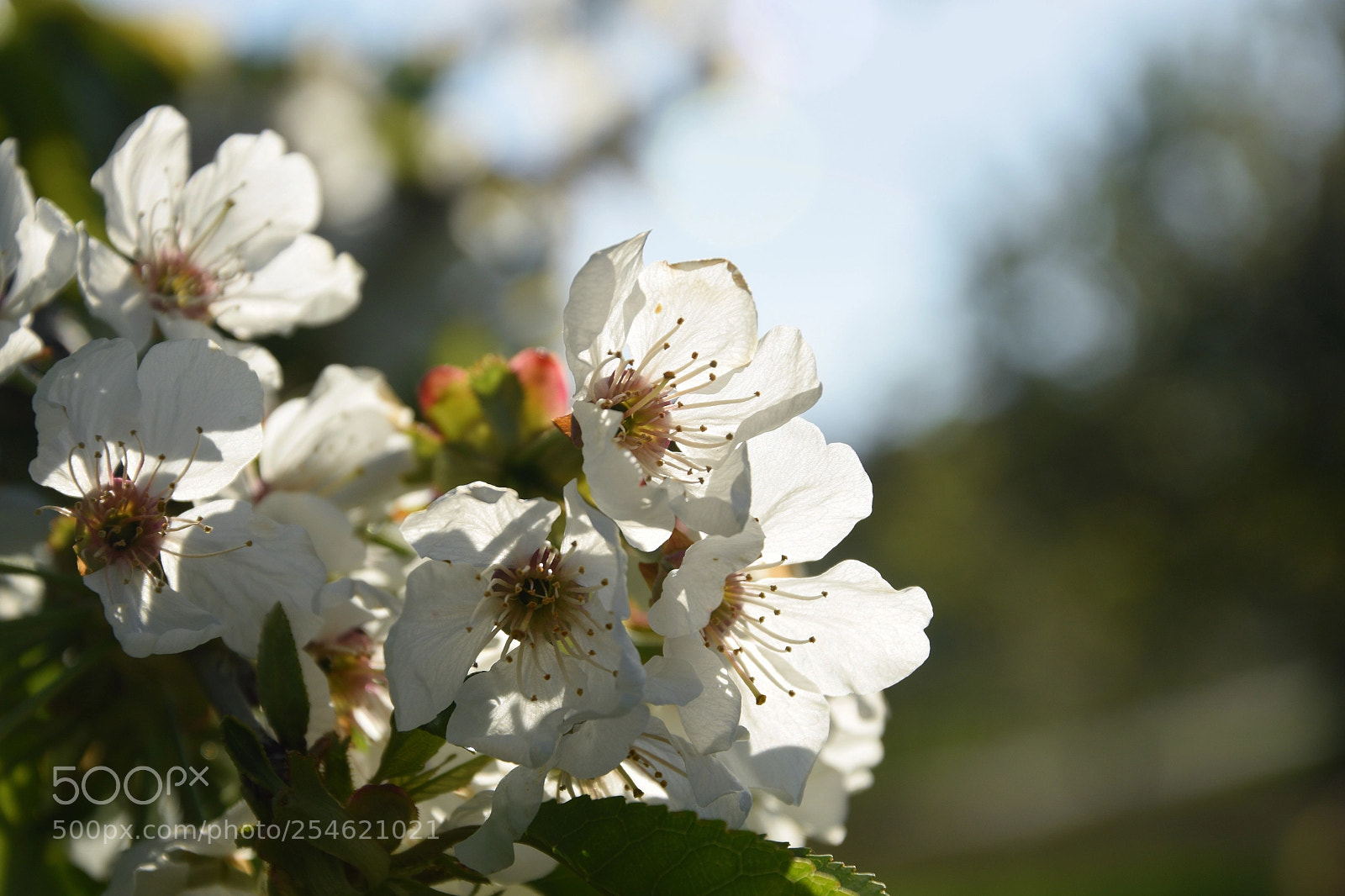 Nikon D3300 sample photo. Gifts of a day photography