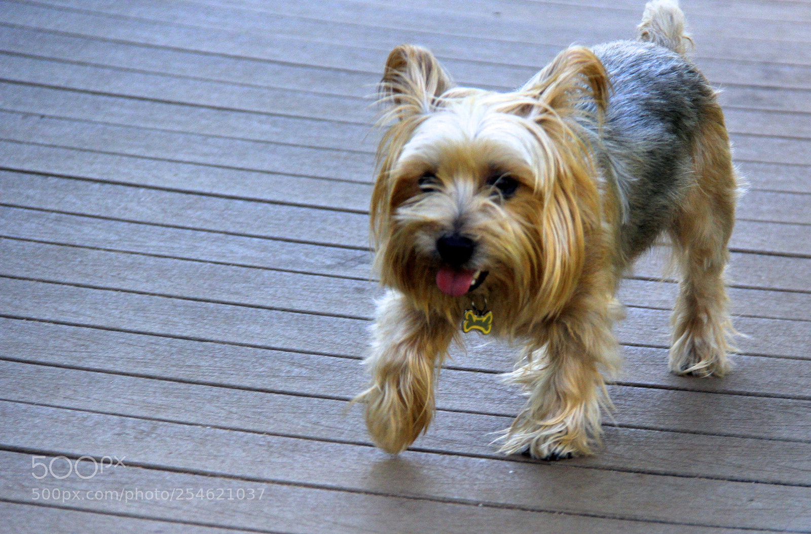 Canon EOS 60D sample photo. Strutting my stuff photography