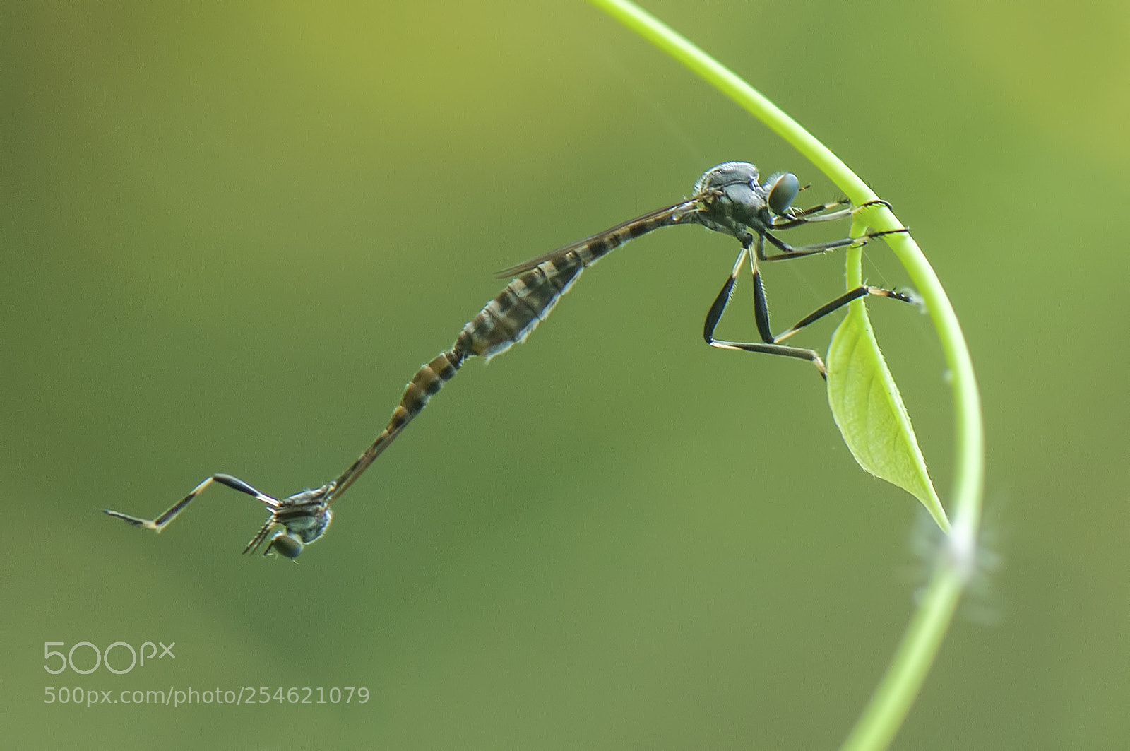 Nikon D90 sample photo. Matting robberfly photography