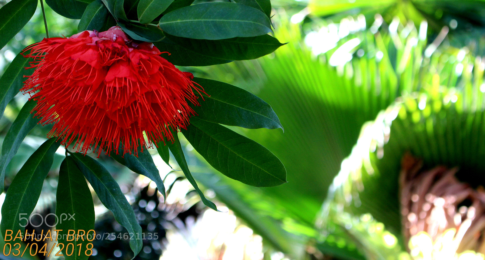 Canon EOS 100D (EOS Rebel SL1 / EOS Kiss X7) sample photo. It's almost spring time photography