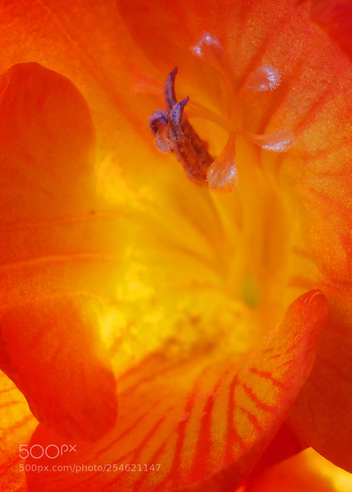 Olympus OM-D E-M5 II sample photo. Freesia abstract photography
