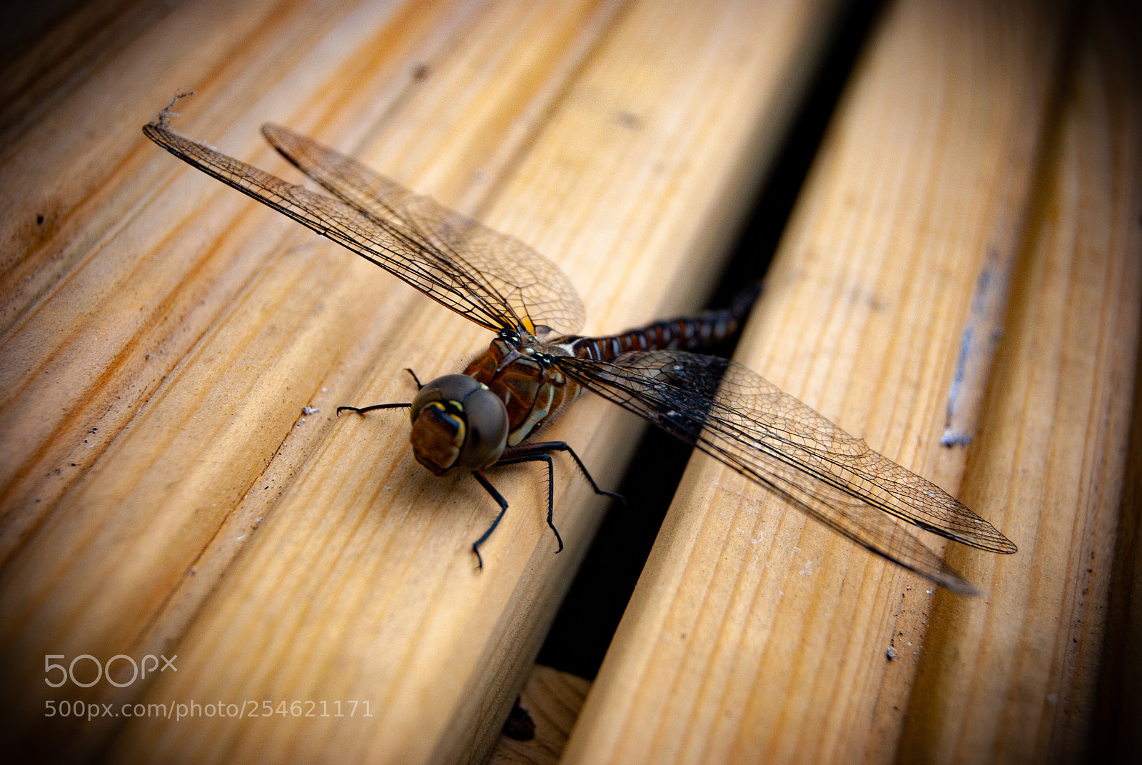 Nikon D60 sample photo. Dragon must fly photography