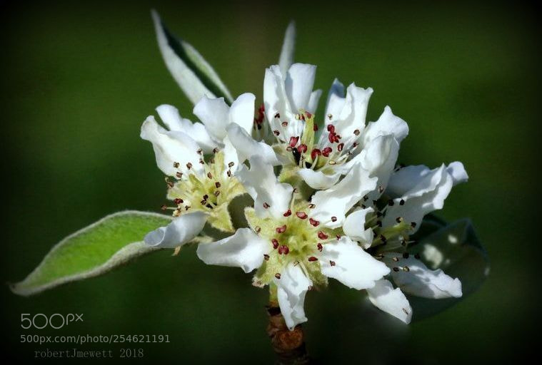 Canon EOS 70D sample photo. Pear blossom photography