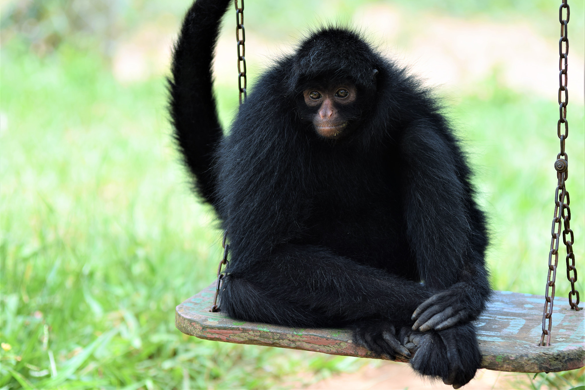 Nikon D3300 sample photo. Mono araña (spider monkey) photography