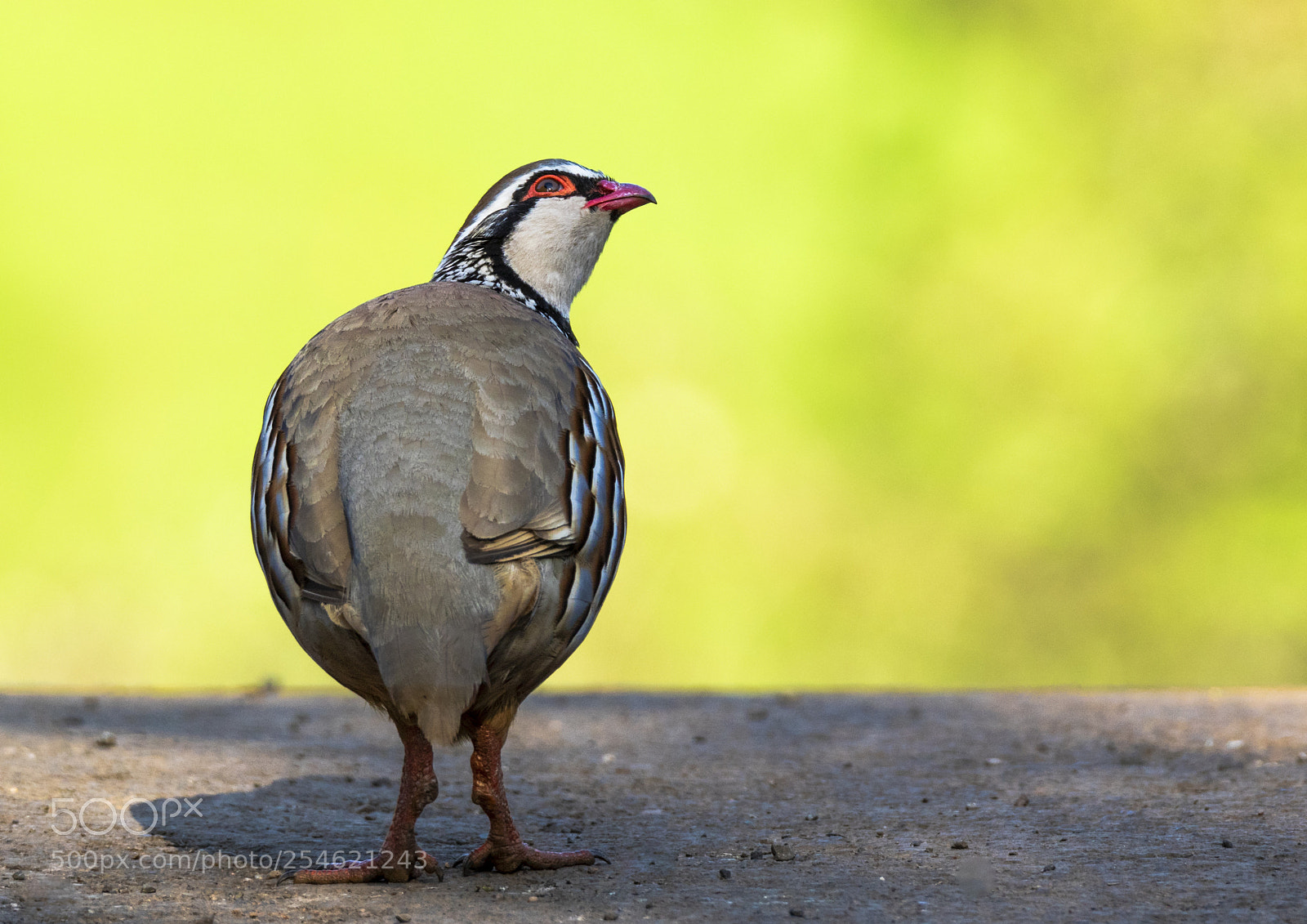 Canon EOS 7D Mark II sample photo. Red legged partridge photography