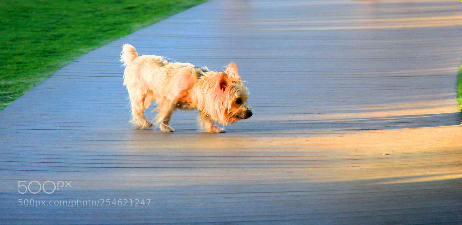 Canon EOS 60D sample photo. Sniffing for smells photography