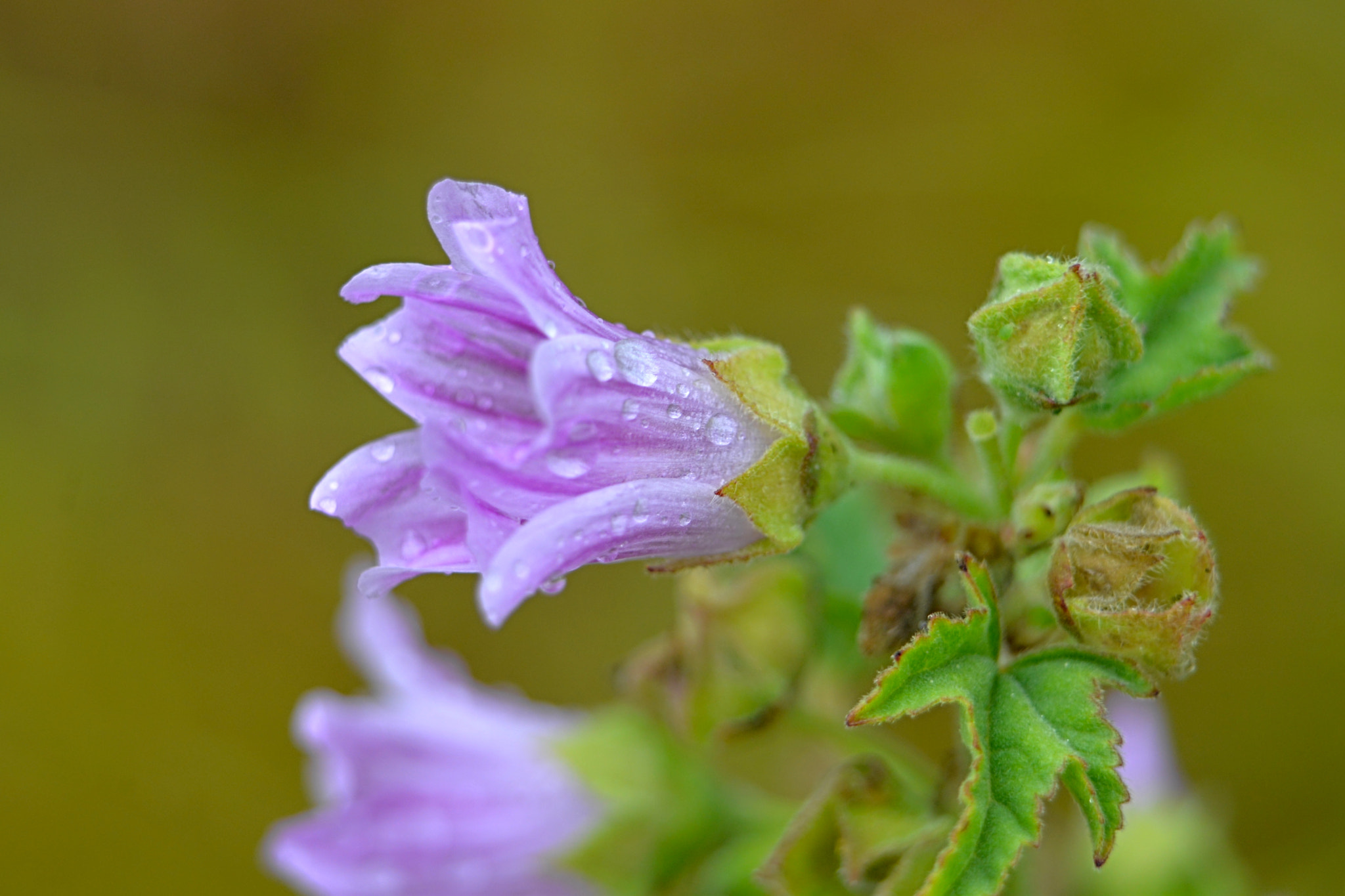 Nikon D610 sample photo. Delicadas photography