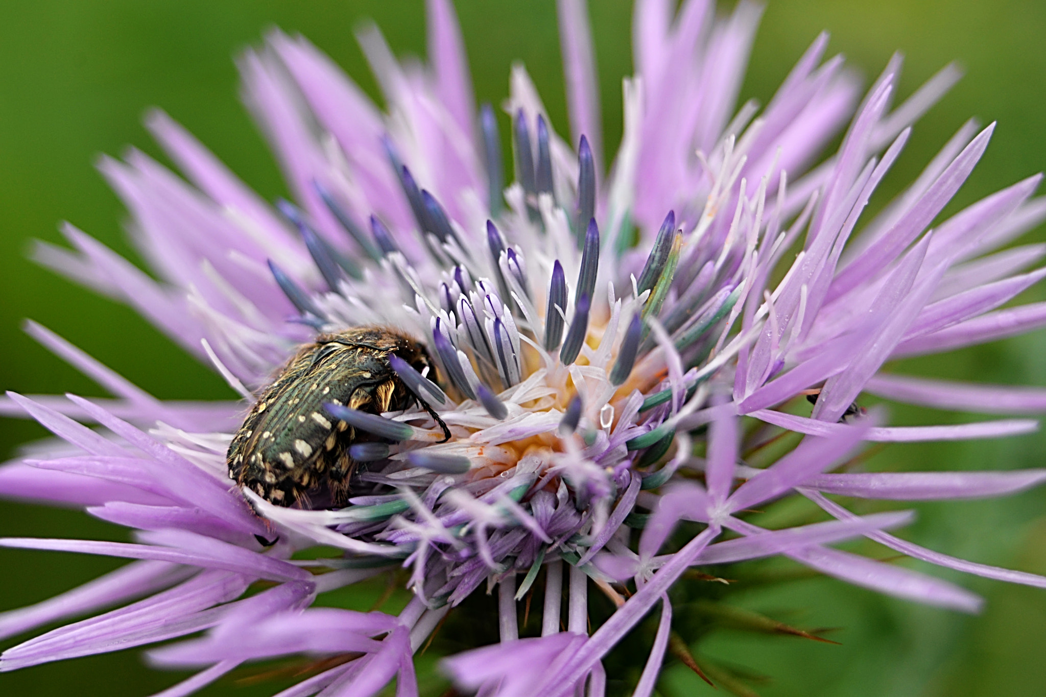 Nikon D610 sample photo. Delicadas photography