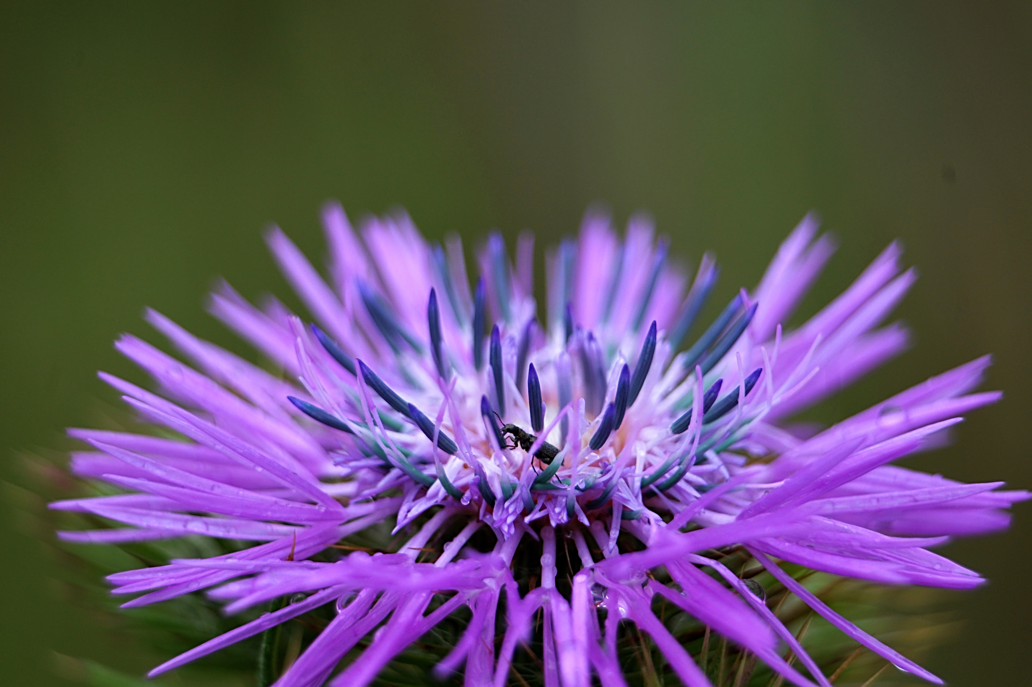 Nikon D610 sample photo. Delicadas photography