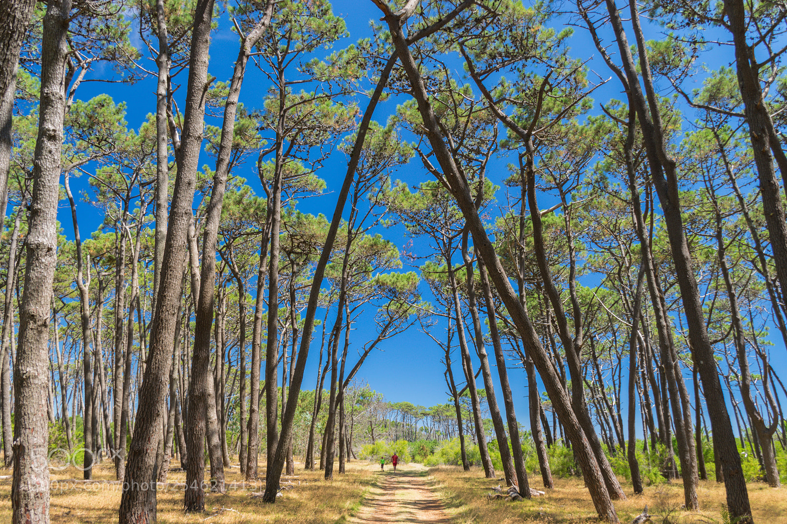 Nikon D5300 sample photo. Su pap pensaba en photography