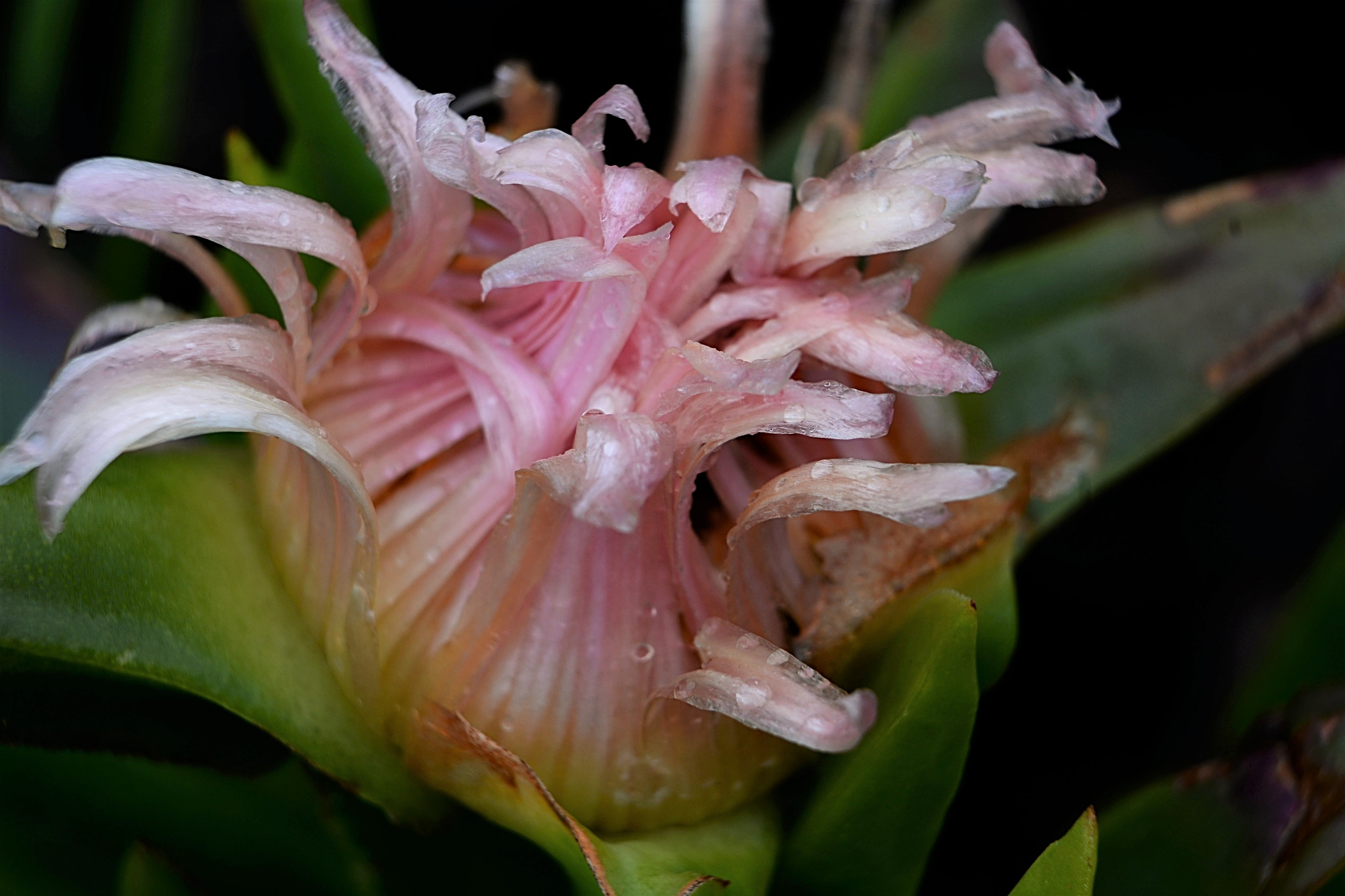 Nikon D610 sample photo. Delicadas photography