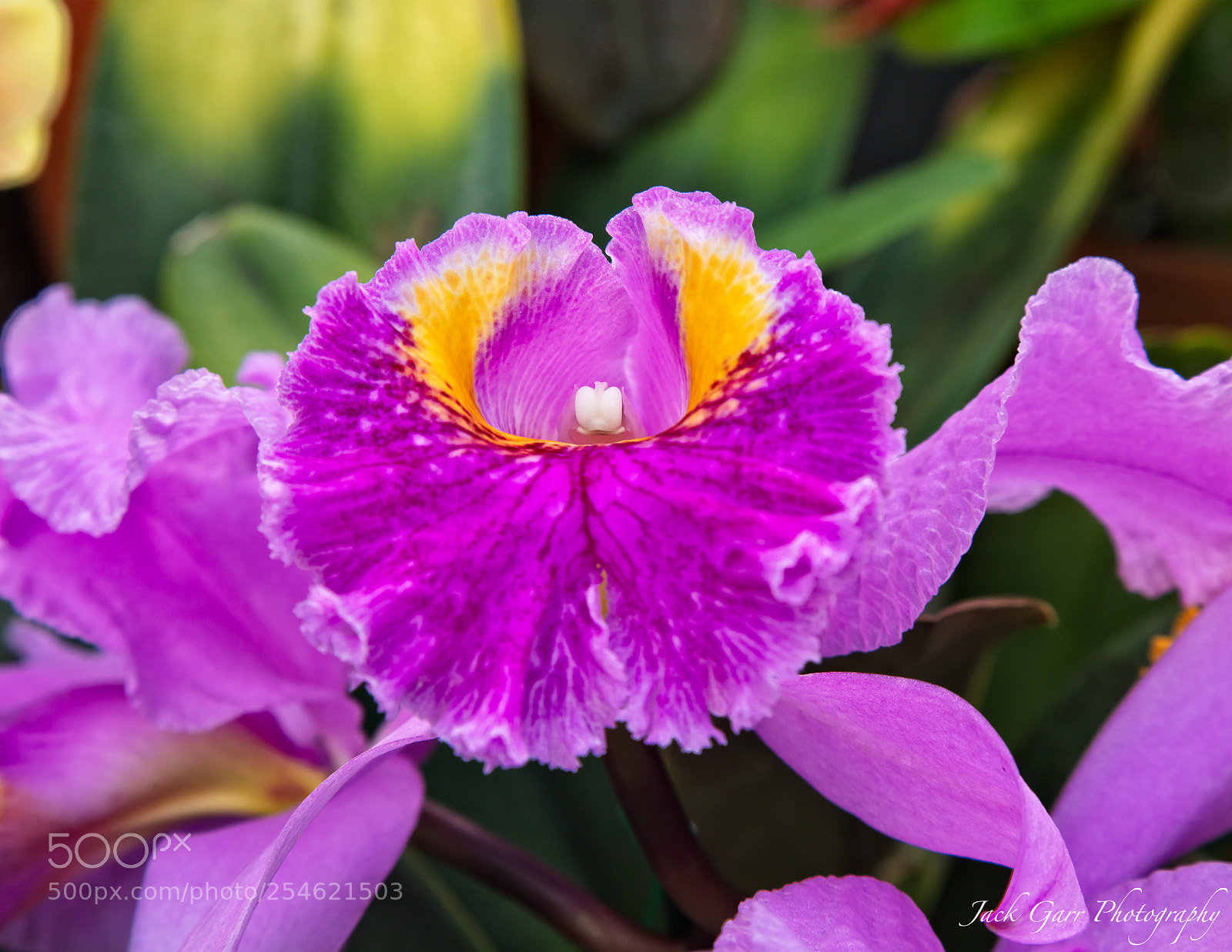 Canon EOS 5DS sample photo. Cattleya orchid photography
