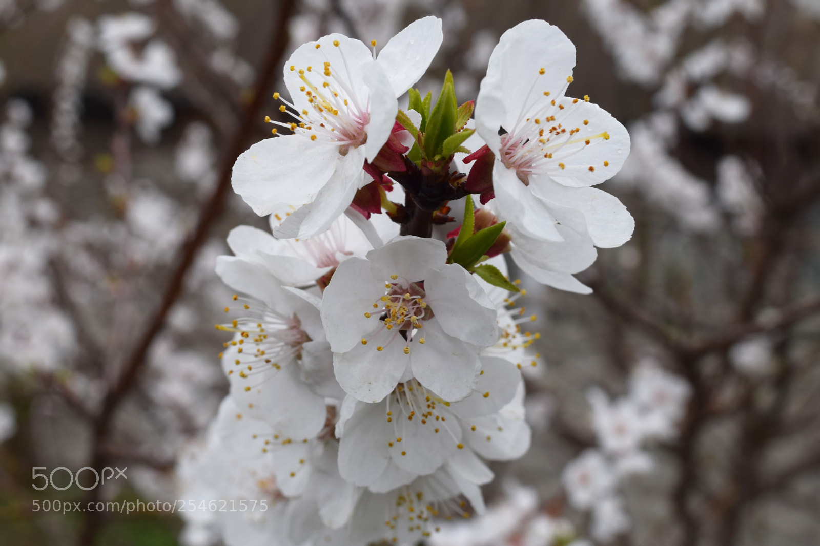 Nikon D3300 sample photo. Apricot blossom. fresh spring photography