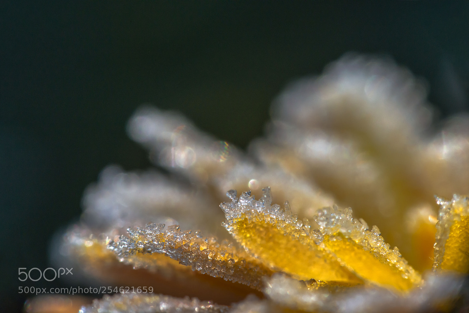 Nikon D800 sample photo. Иней словно мантилья photography