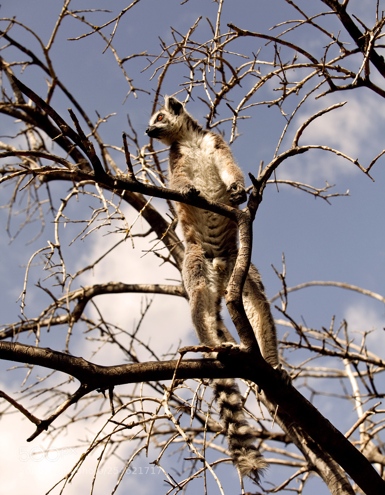 Canon EOS 5D Mark II sample photo. Lemurs of madagascar, ring photography