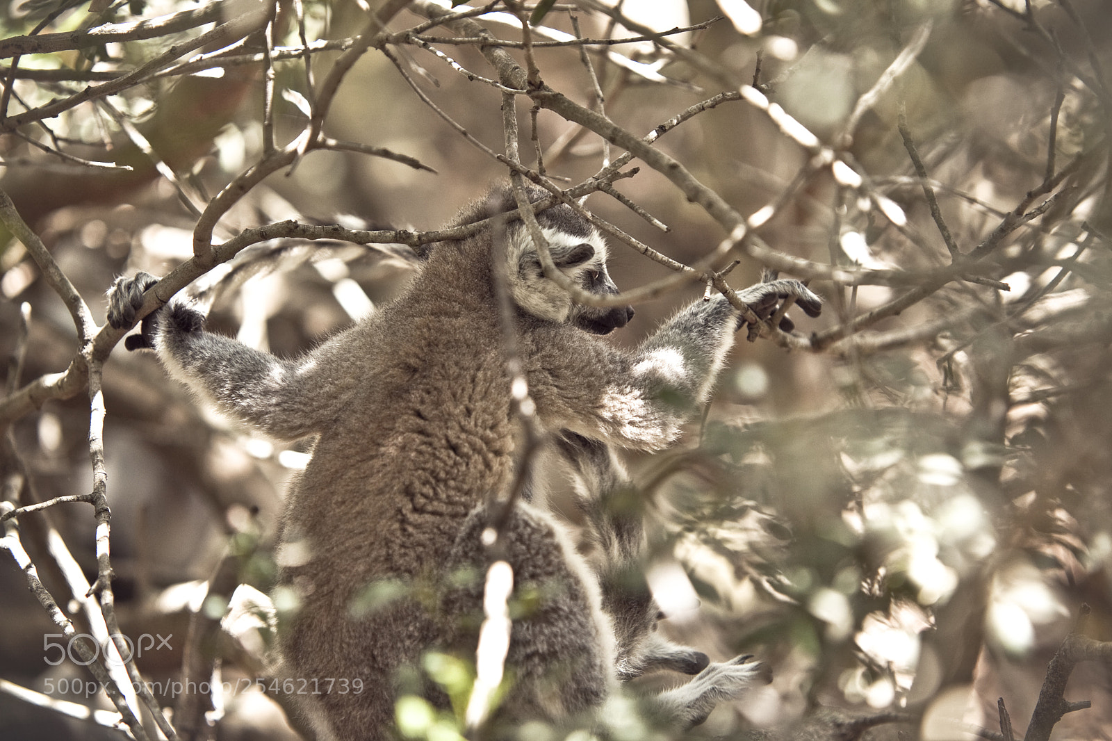Canon EOS 5D Mark II sample photo. Lemurs of madagascar, ring photography