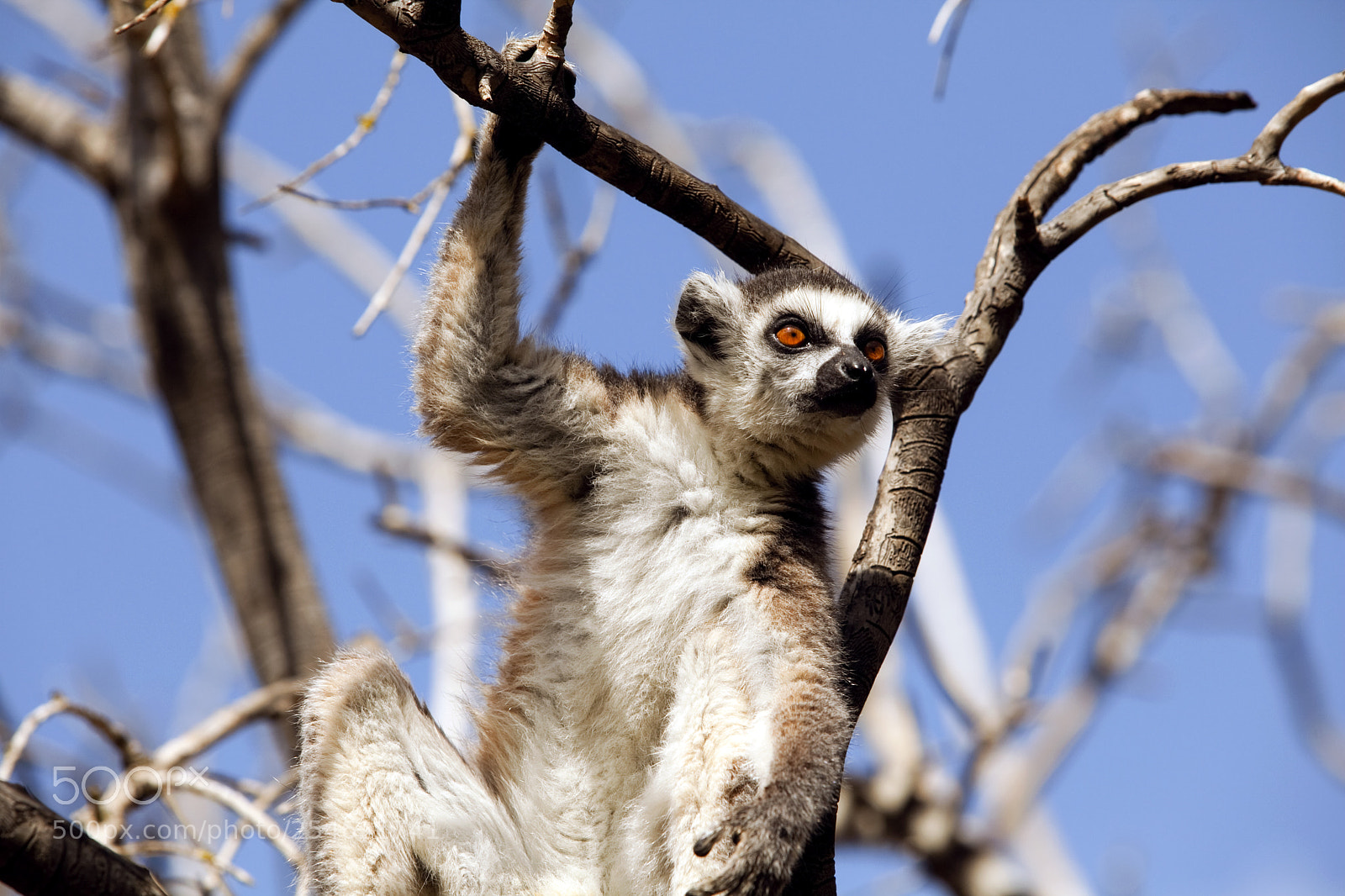 Canon EOS 5D Mark II sample photo. Lemurs of madagascar, ring photography