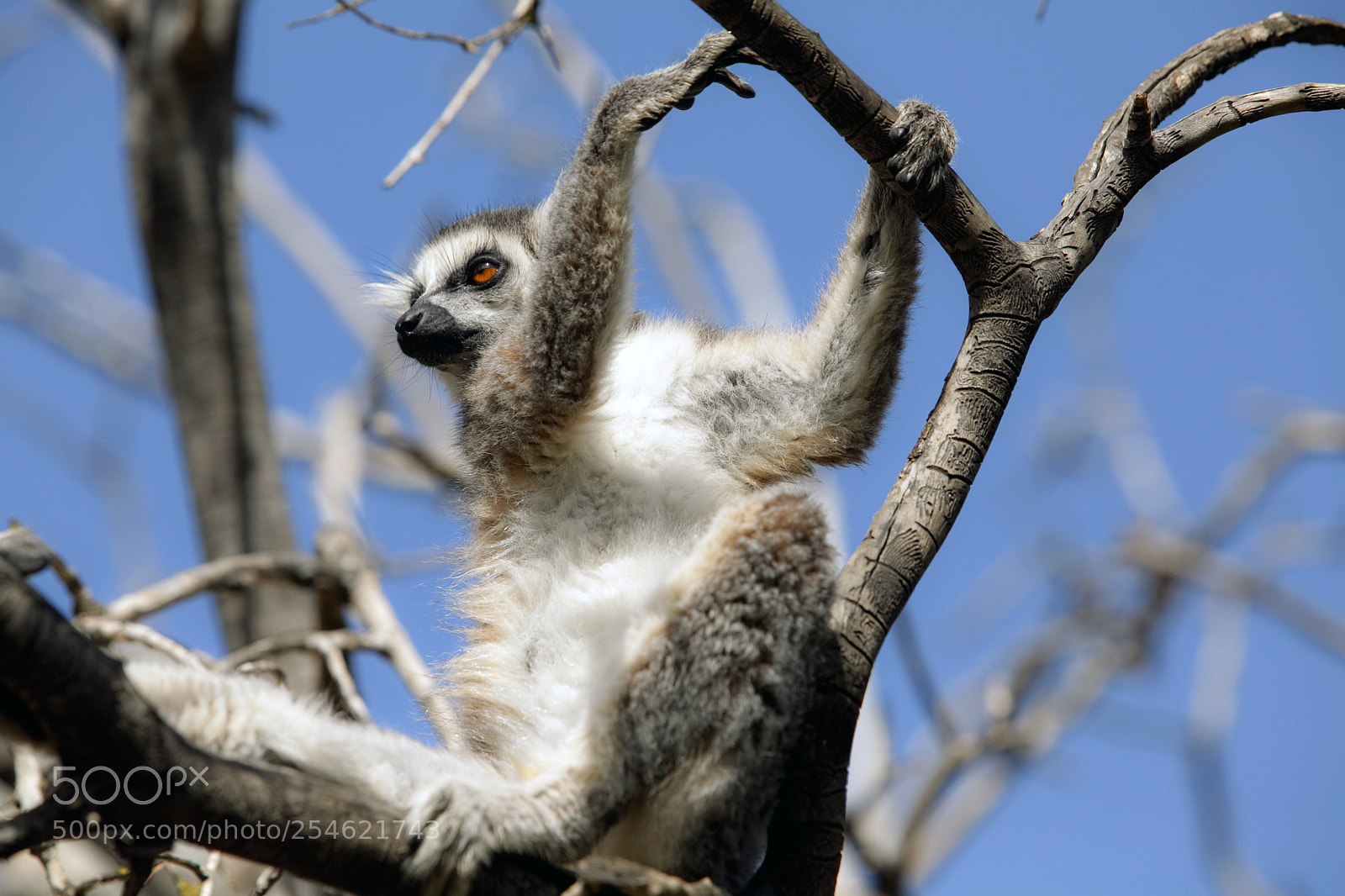 Canon EOS 5D Mark II sample photo. Lemurs of madagascar, ring photography
