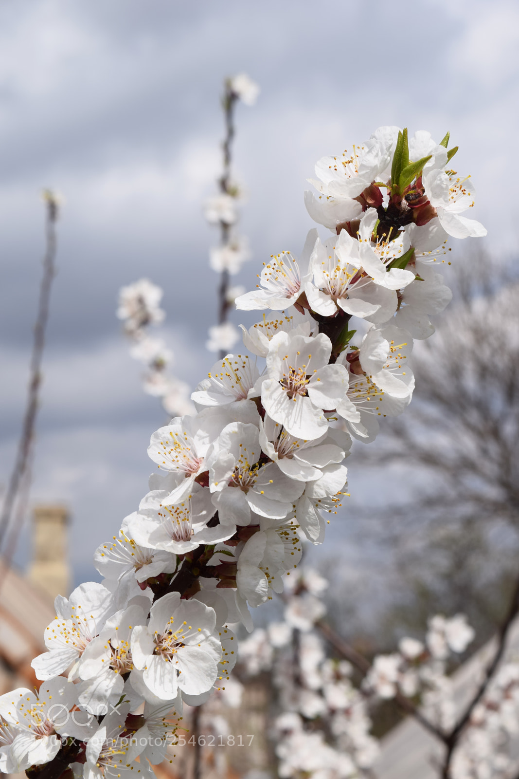 Nikon D3300 sample photo. Apricot blossom. fresh spring photography