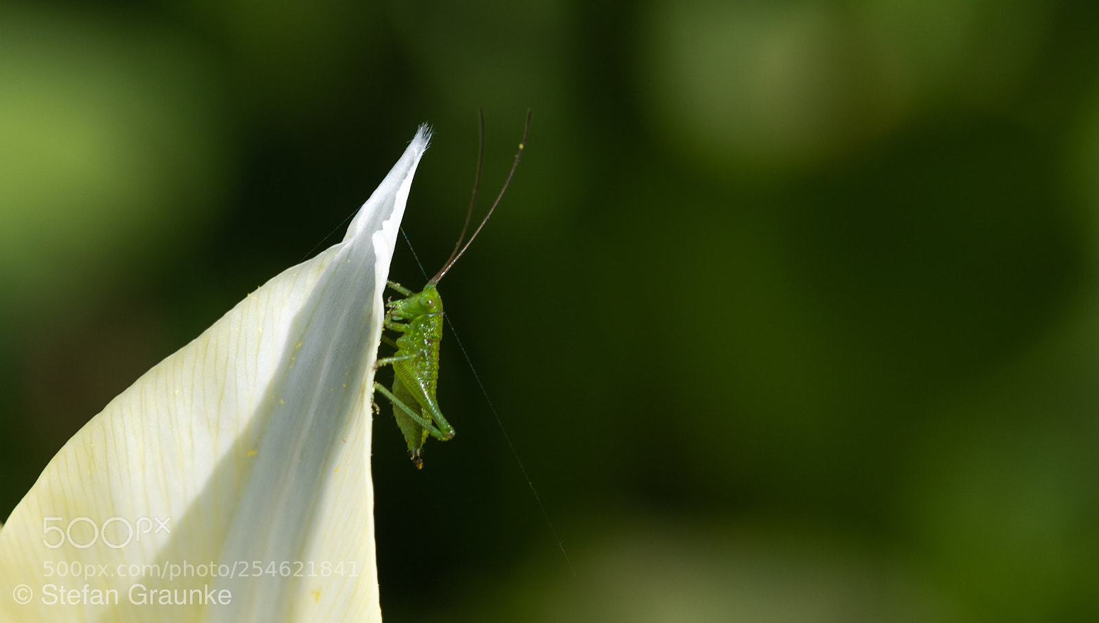Canon EOS 6D Mark II sample photo. Jimmy  photography