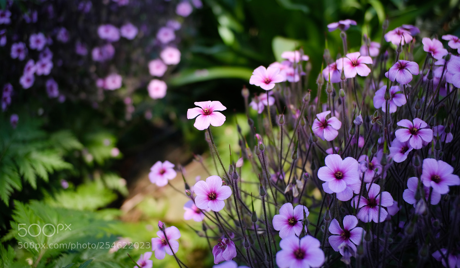 Fujifilm X-H1 sample photo. Eden photography