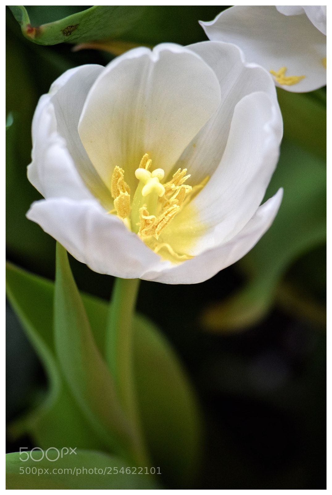 Nikon D3300 sample photo. White flower photography