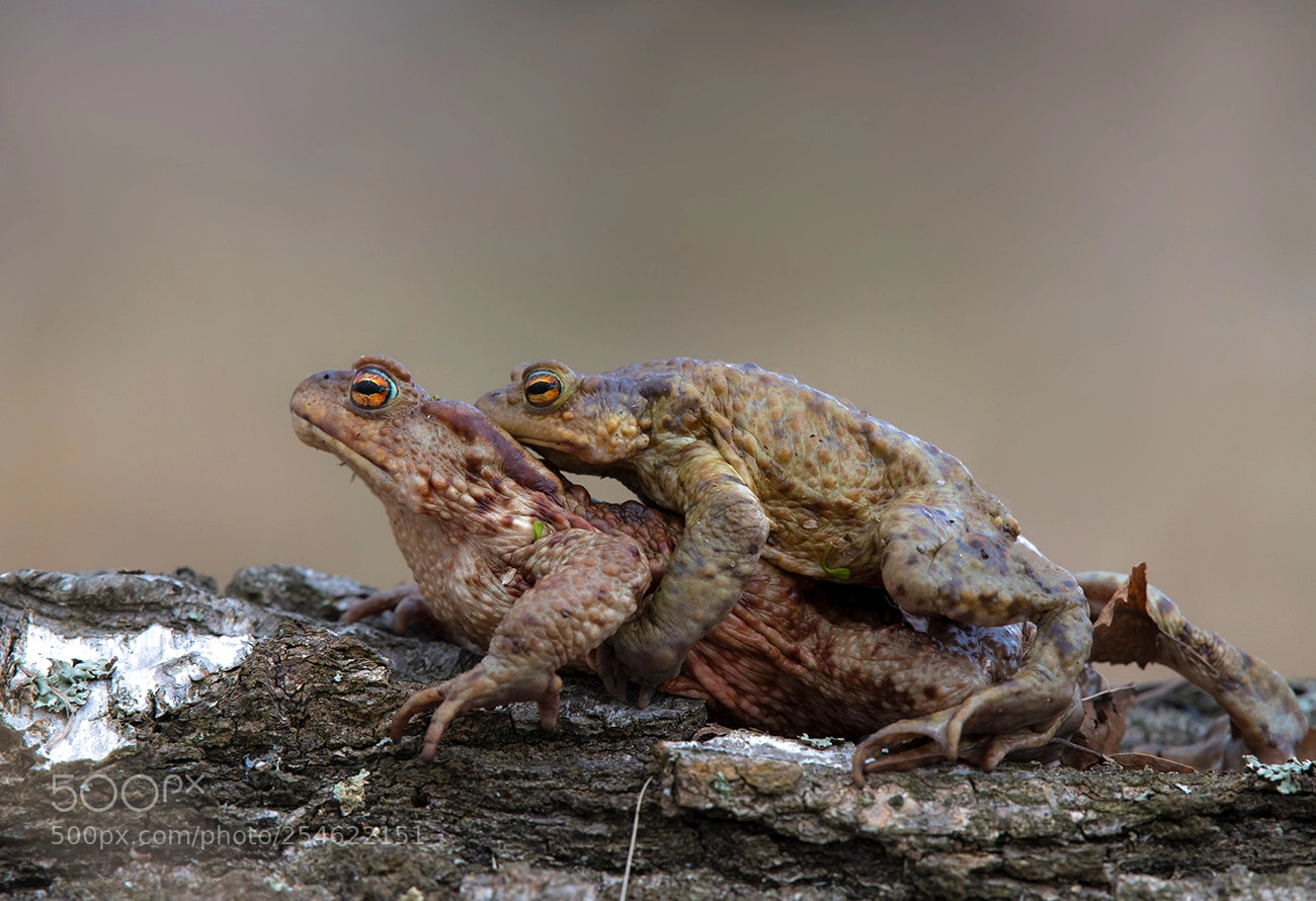 Nikon D850 sample photo. Mating season photography