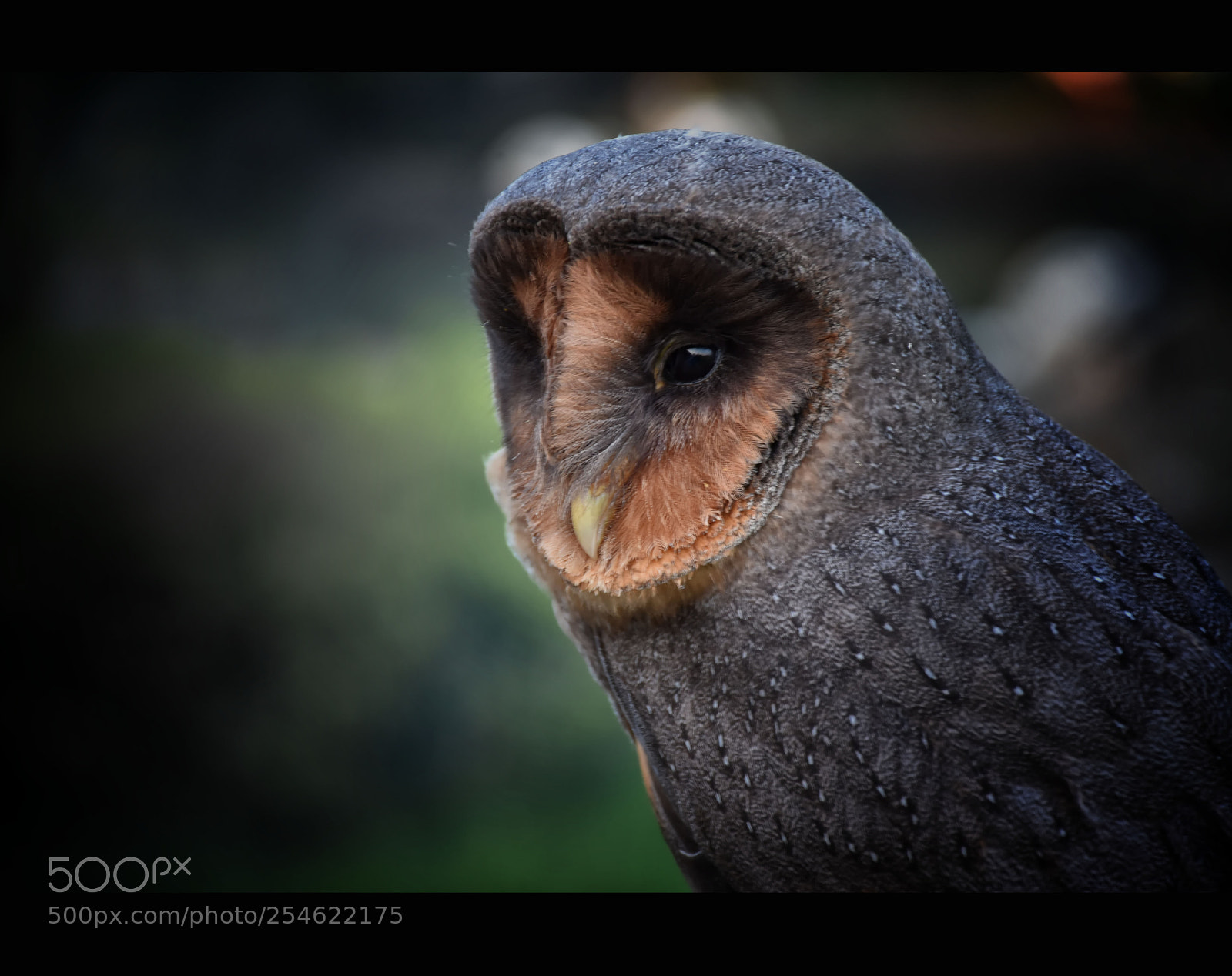 Nikon D7200 sample photo. Church owl photography