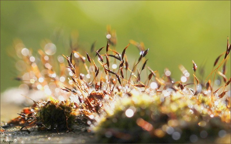 Canon EF 100mm F2.8L Macro IS USM sample photo. Colors and bokeh... photography