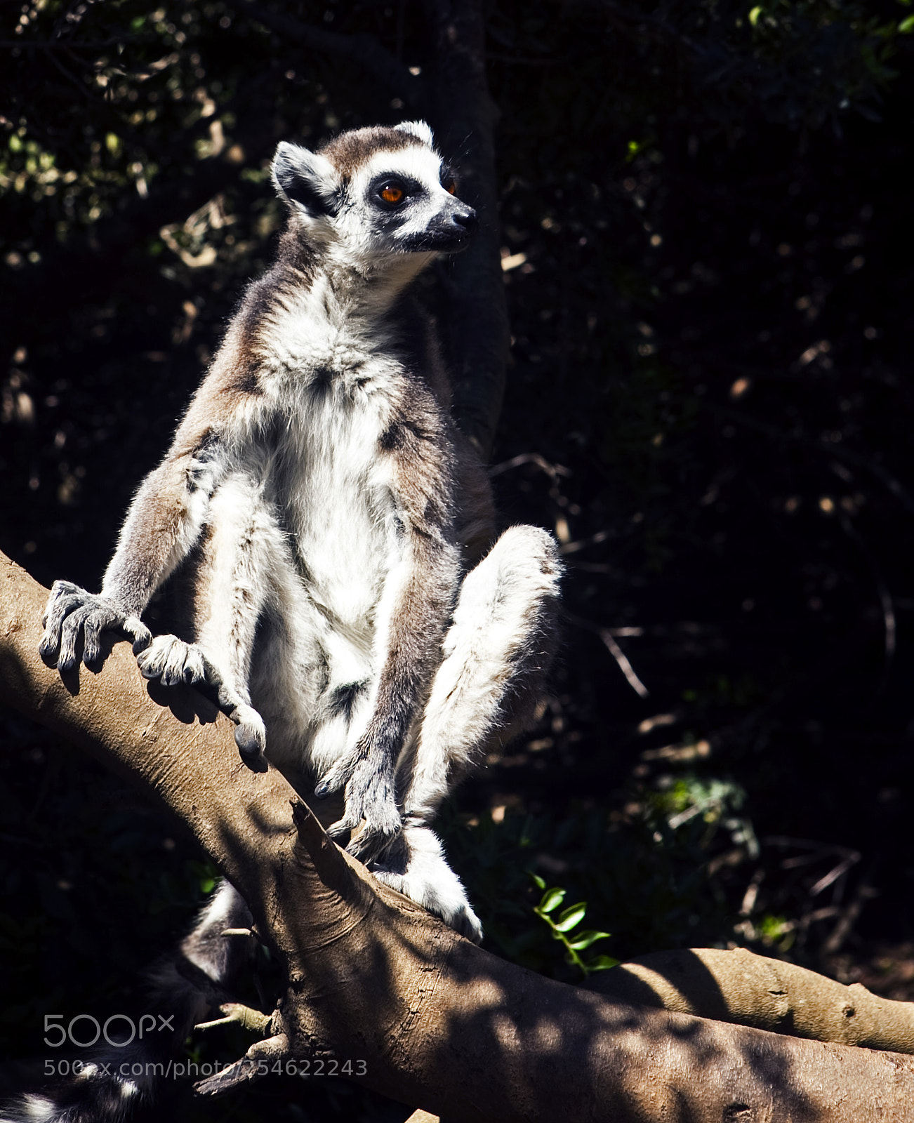 Canon EOS 5D Mark II sample photo. Lemurs of madagascar, ring photography