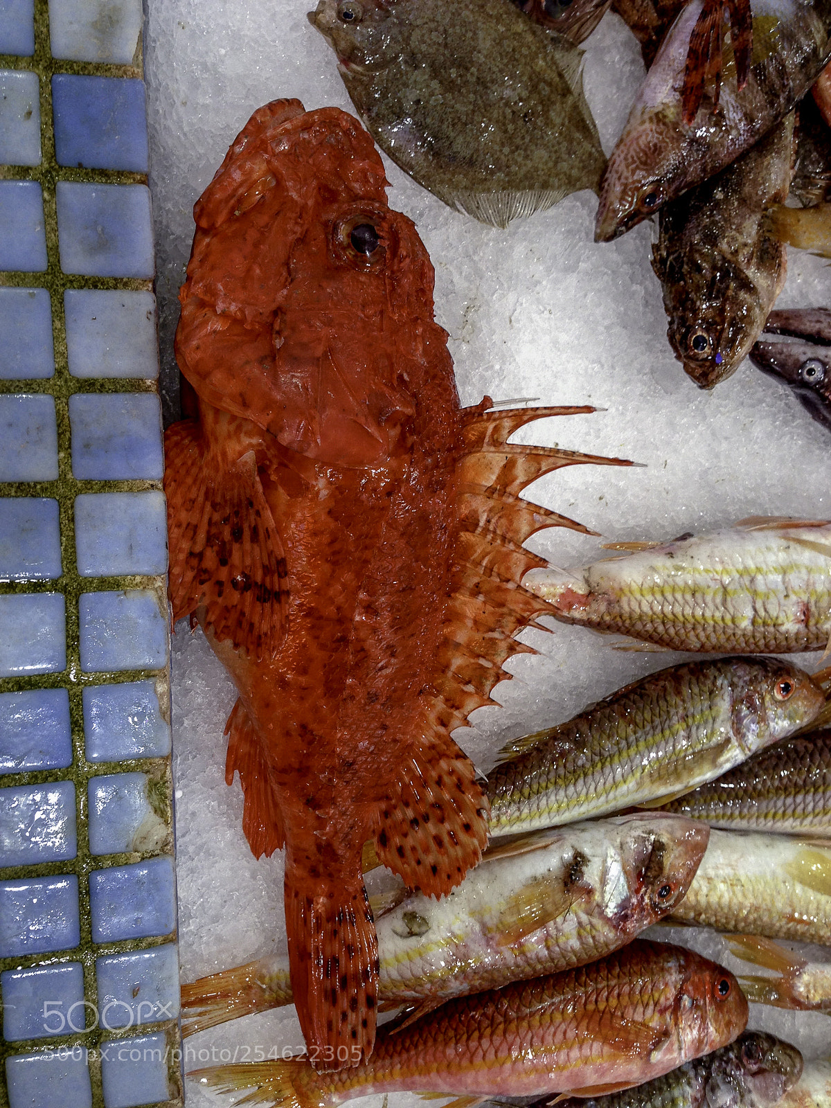 Apple iPhone 5 sample photo. Fresh fish market in photography