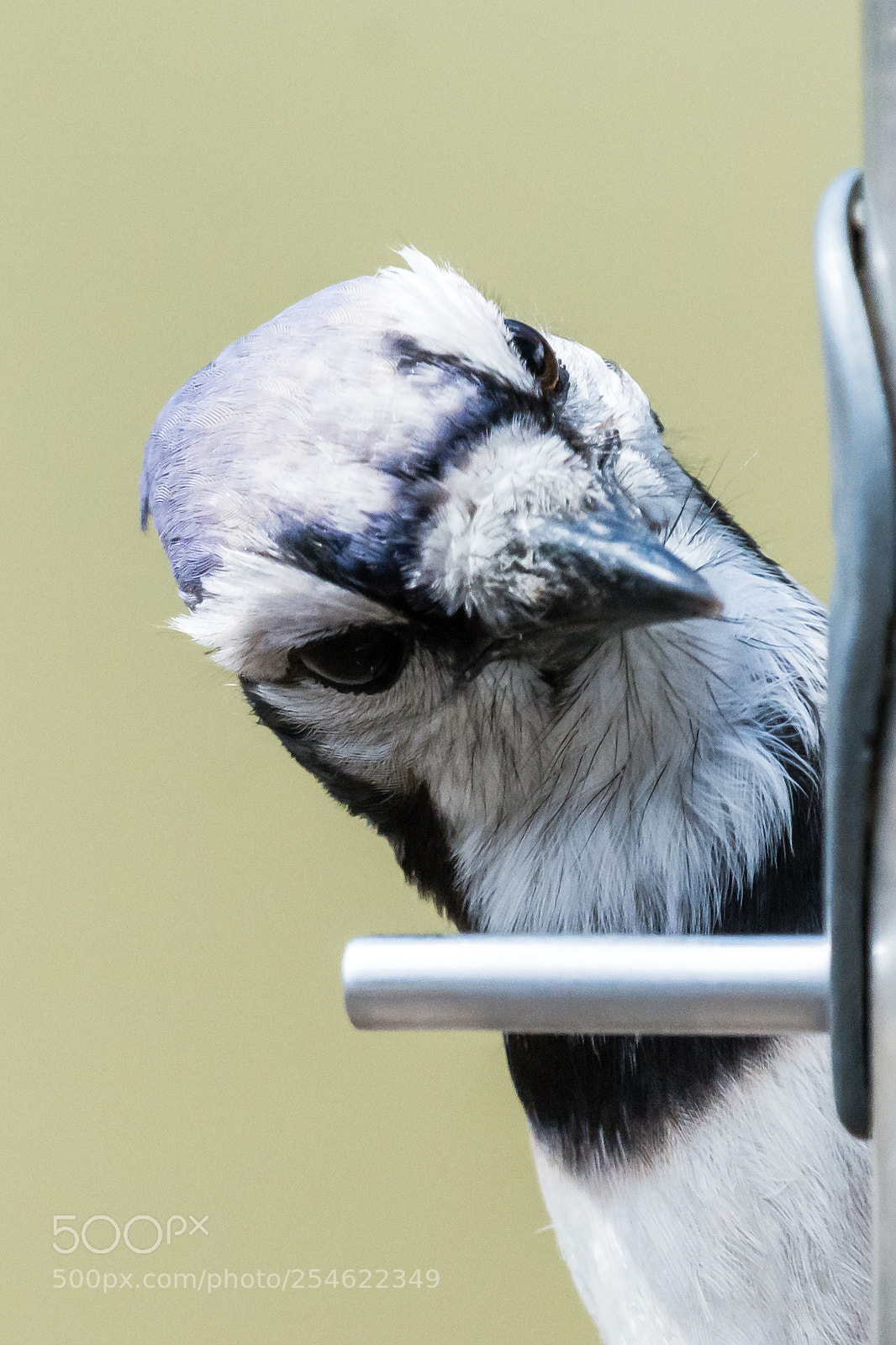 Nikon D7100 sample photo. Blue bird head shot photography