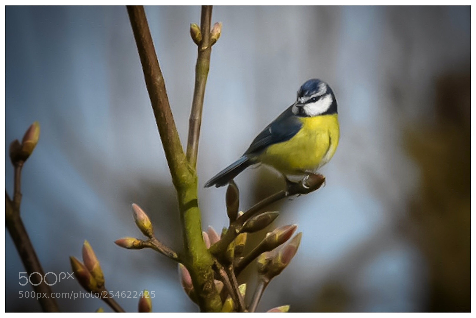 Nikon D7200 sample photo. Eurasian blue tit photography