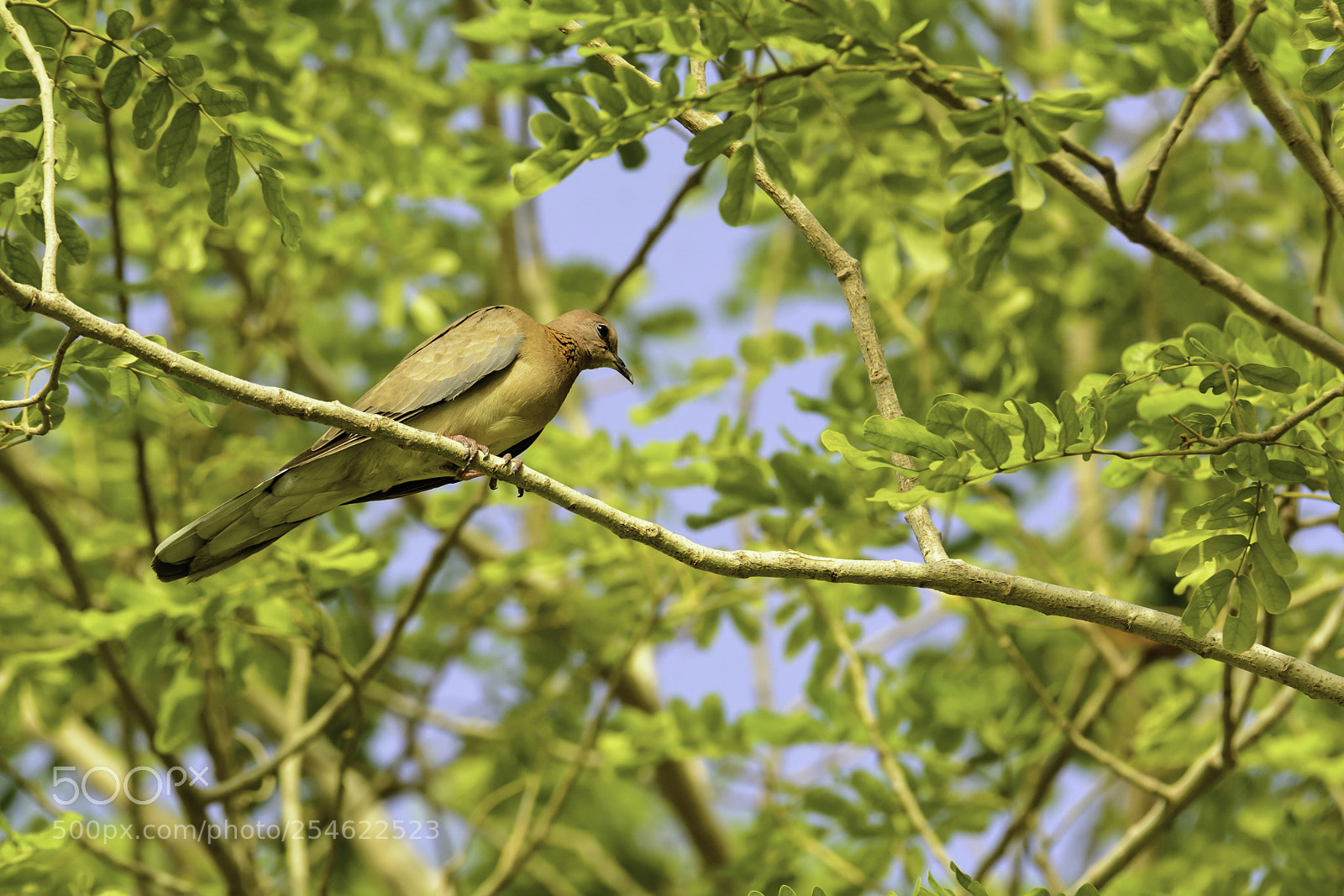 Nikon D7100 sample photo. Ss photography