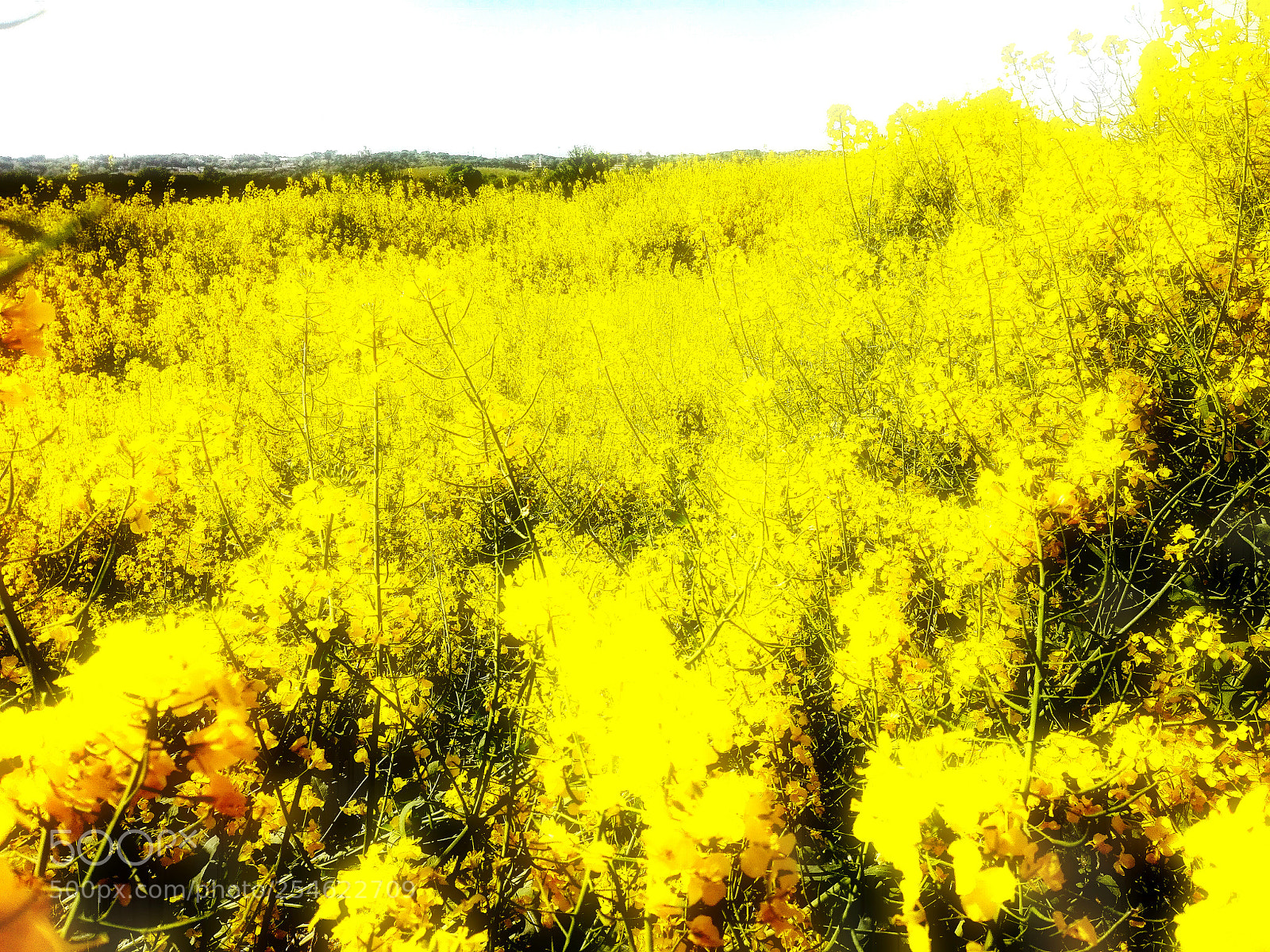 HUAWEI P8 Lite sample photo. Yellow sea photography